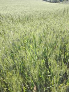 grano-duro